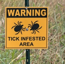 Americans Find Boxes of Ticks Falling from the Sky as Red Meat Allergies Rise, Questions Piled Up photo